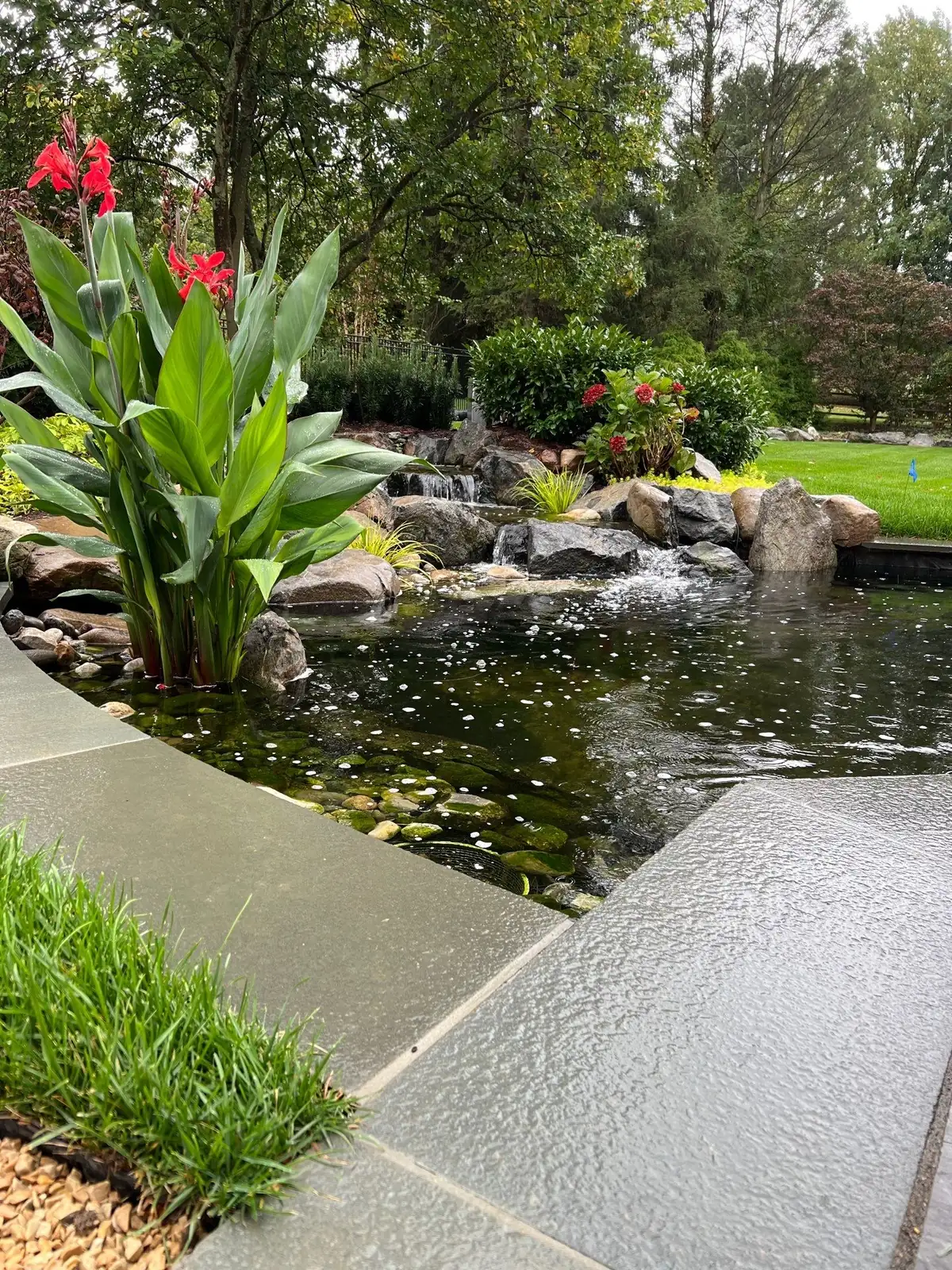 Aquatic plants in a pond ecosystem including water lilies and marginal plants