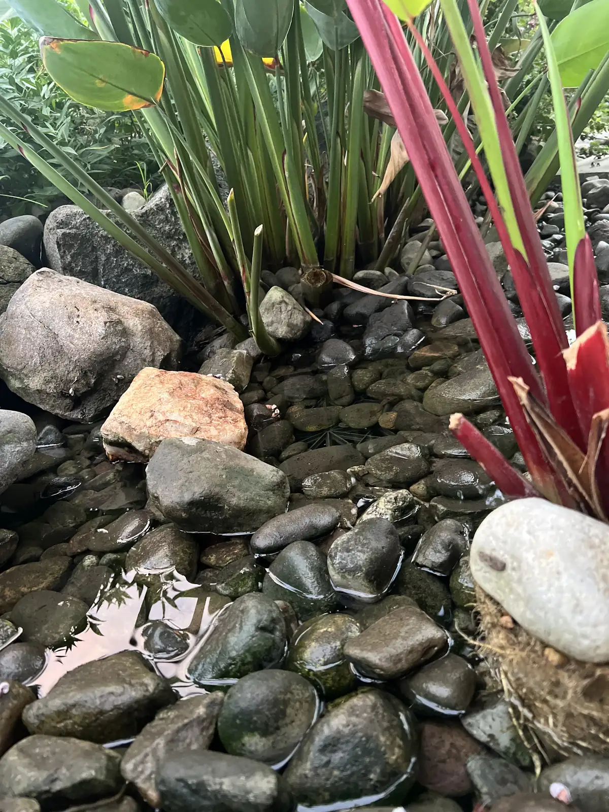 Seasonal aquatic plant management during spring pond maintenance