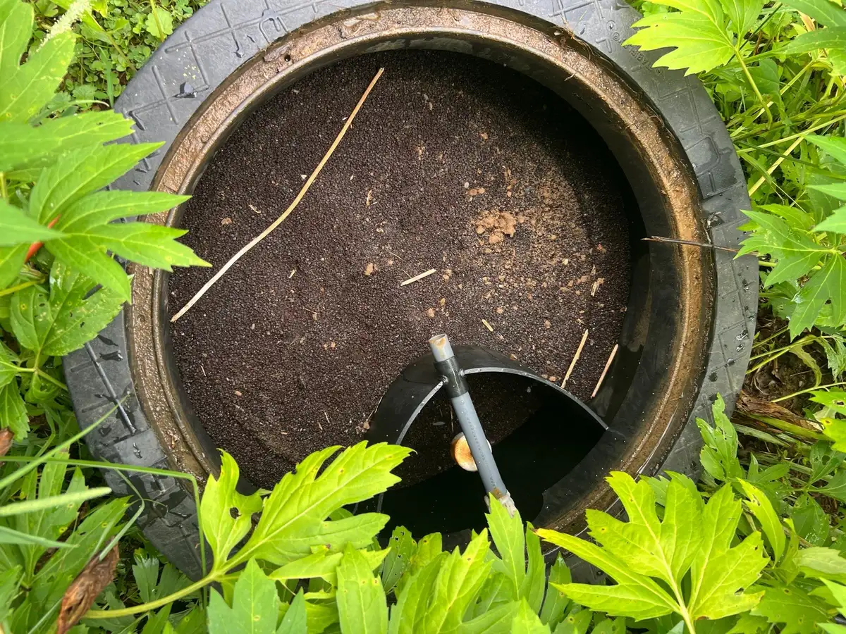 Water lilies and oxygenating plants in healthy pond ecosystem