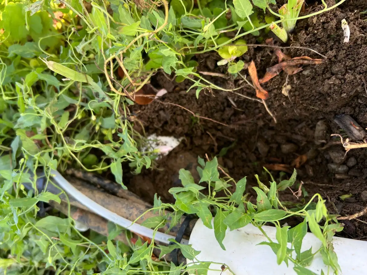 Marginal pond plants growing at the edge of a water feature