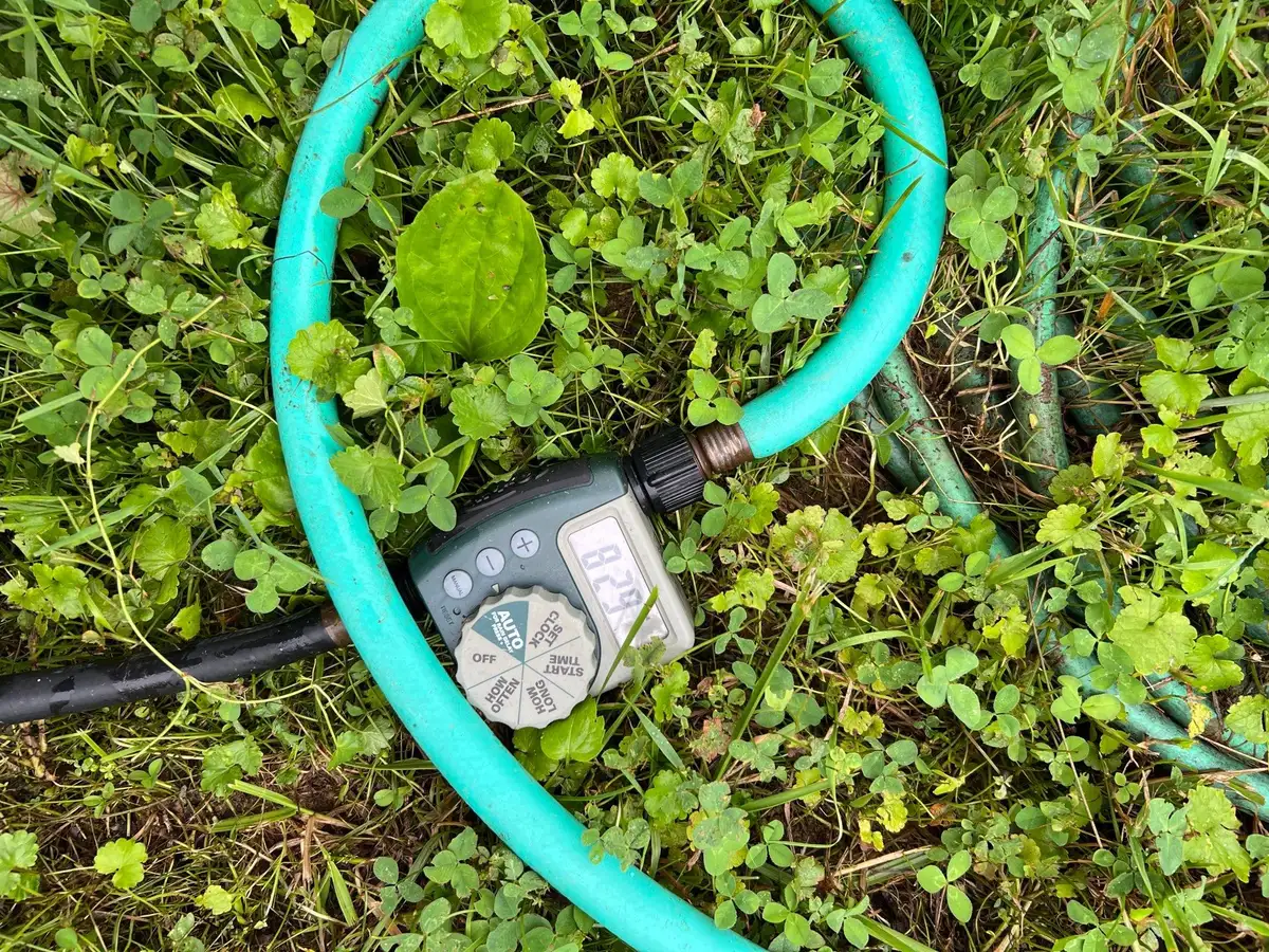 Submerged oxygenating plants visible beneath clear pond water