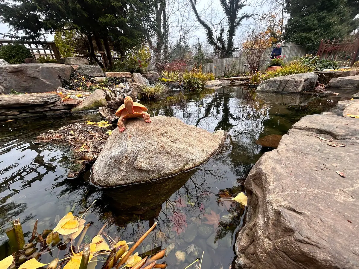 Completed ecosystem pond with running waterfall and aquatic plants